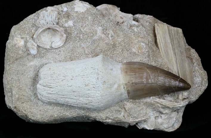 Rooted Mosasaur Tooth In Matrix - Top Quality Prep #33973